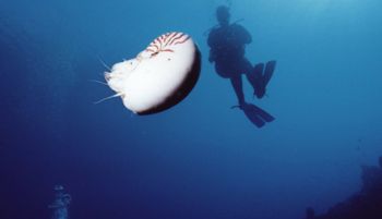 nautilus, PNG, milne bay, nikonos v, 15mm by Paolo Scotti 